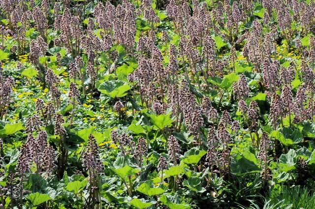 Image of butterbur