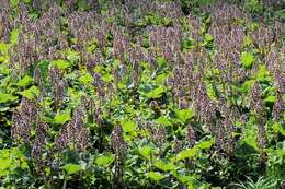 Image of butterbur