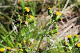 Image of ragwort