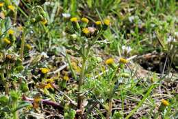 Image of ragwort