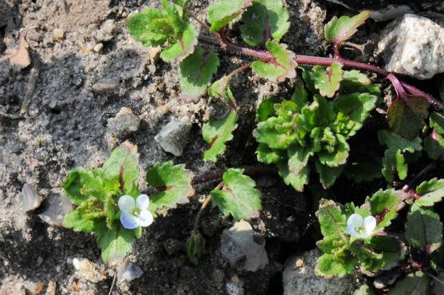 Image of Green field-speedwell