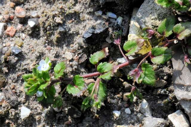 Image of Green field-speedwell