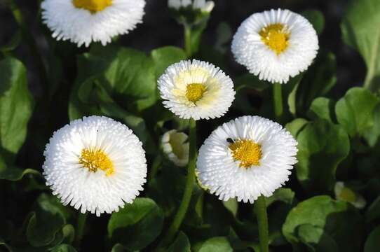 Image of bellis