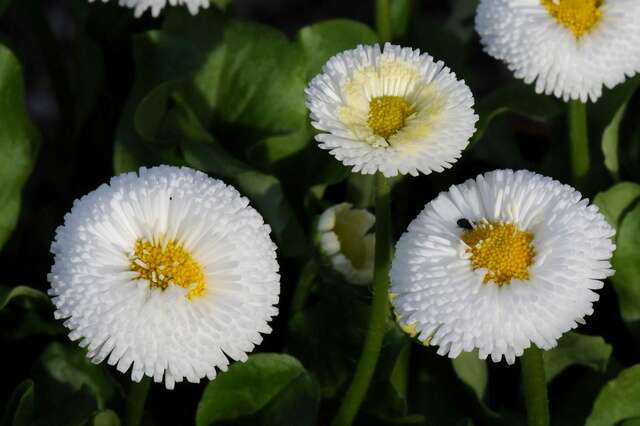 Image of bellis