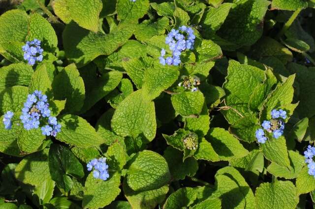 Plancia ëd Brunnera