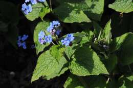 Plancia ëd Brunnera