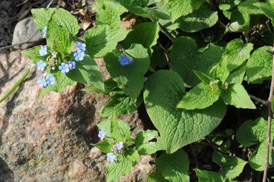 Plancia ëd Brunnera