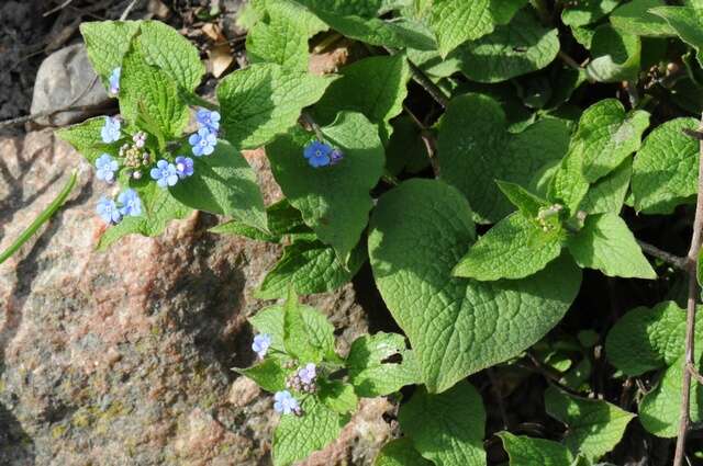 Plancia ëd Brunnera