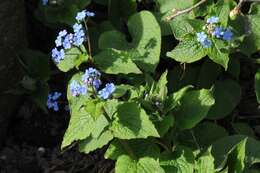 Plancia ëd Brunnera