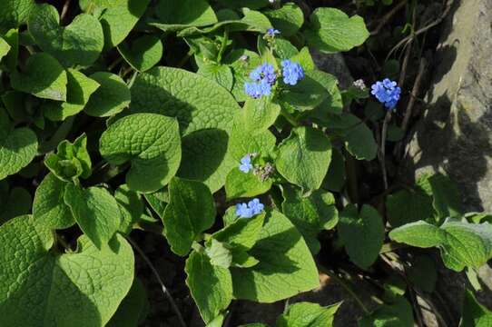 Brunnera resmi