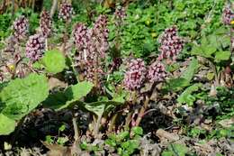 Image of butterbur