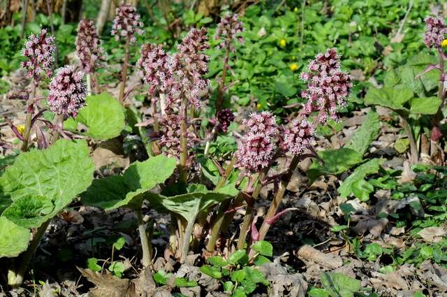 Image of butterbur