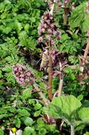 Image of butterbur