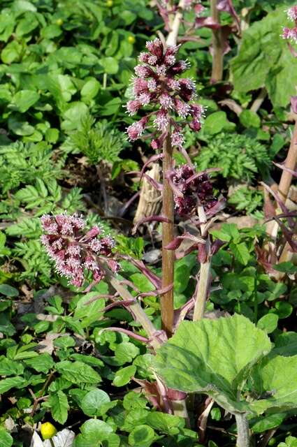 Image of butterbur