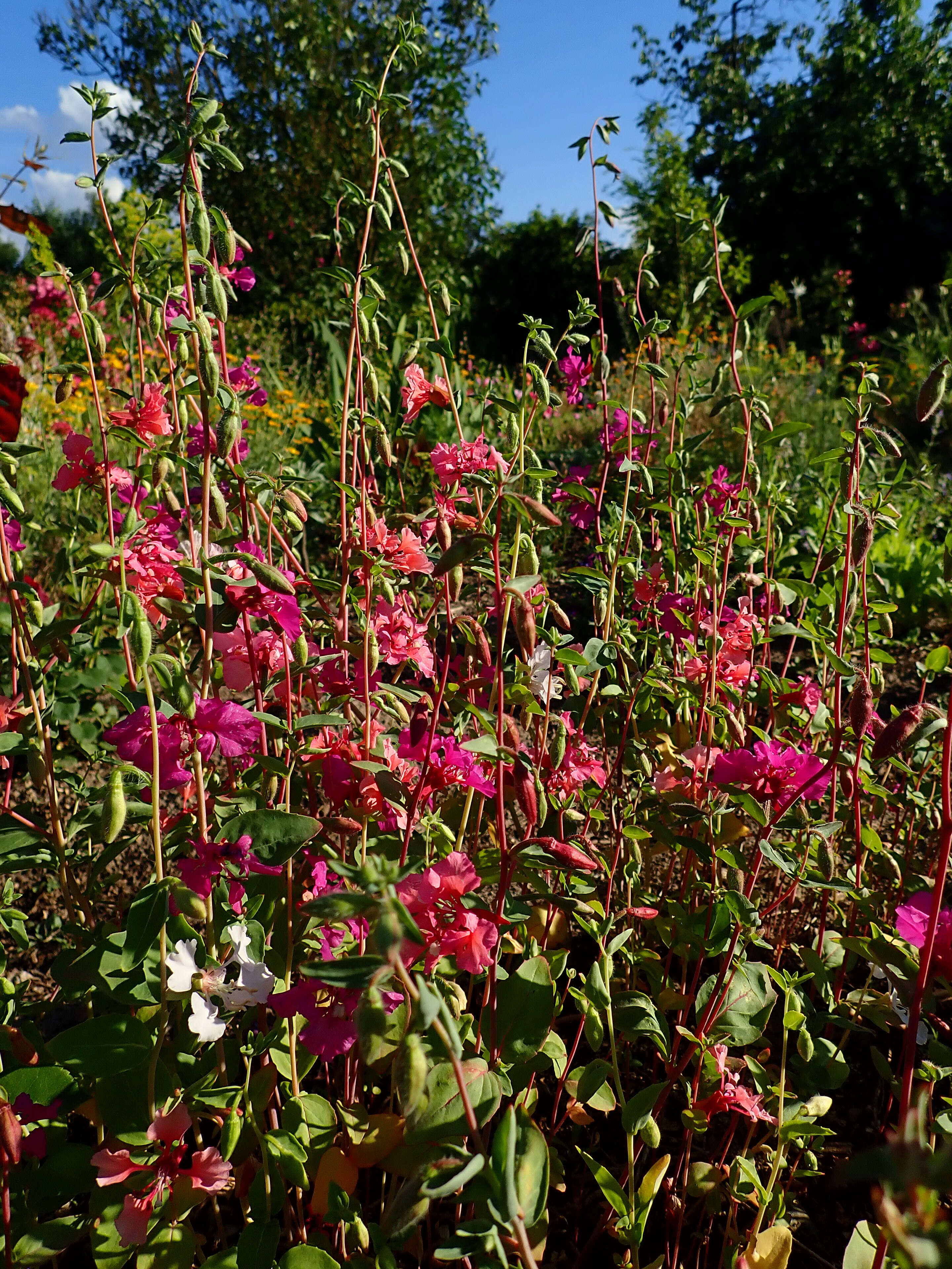 Image of elegant clarkia