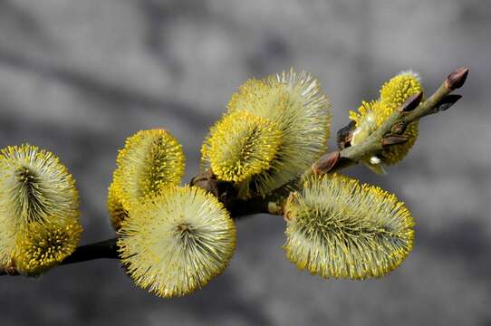 Image of willow family