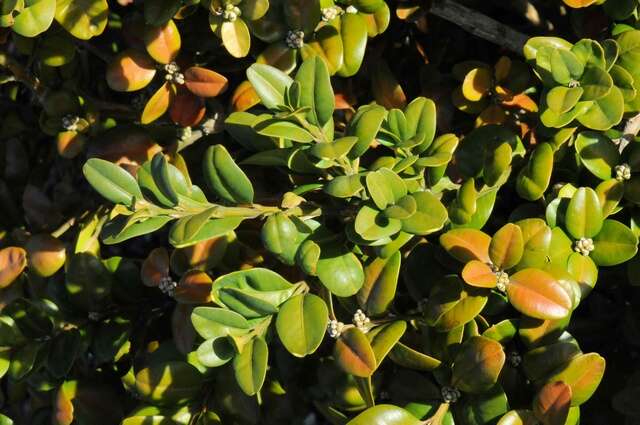 Image of Boxwoods