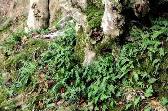 Image of Polypodium mantoniae (Schidlay) Shivas