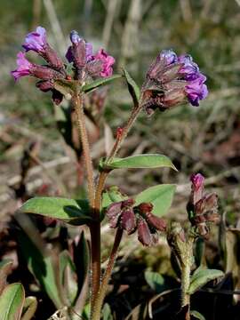 Plancia ëd Pulmonaria angustifolia L.