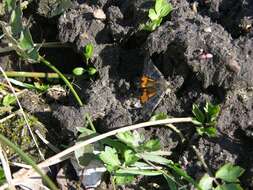 Image of light orange underwing