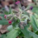 Image of Pulmonaria mollis Hornem.