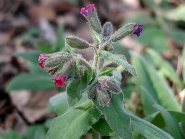 Image of Pulmonaria mollis Hornem.