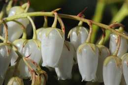 Image of fetterbush