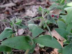 Image of Pulmonaria mollis Hornem.