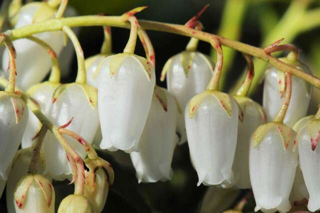 Image of fetterbush