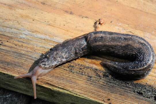 Image of garden slugs