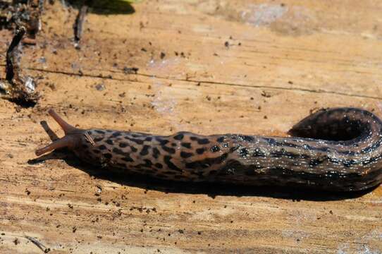 Image of garden slugs