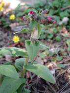 Image of Pulmonaria mollis Hornem.