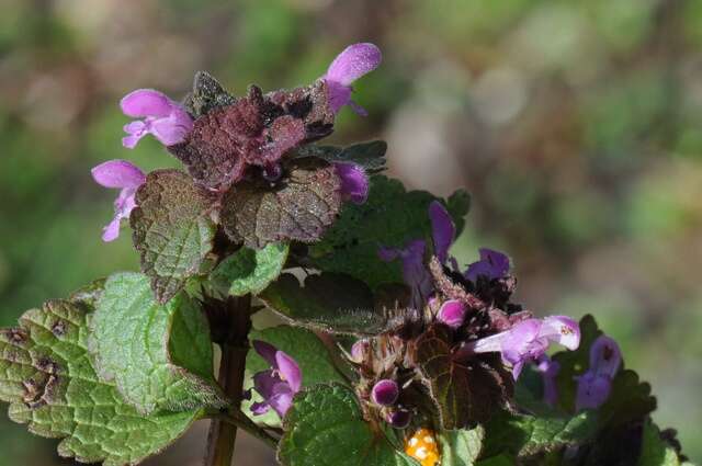 Image of purple deadnettle