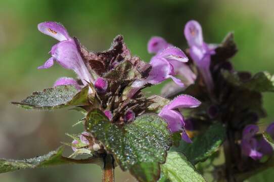 Image of purple deadnettle