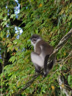 Image of Pale-thighed Langur