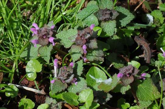 Image of purple deadnettle