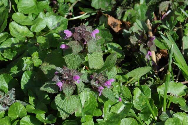 Image of purple deadnettle