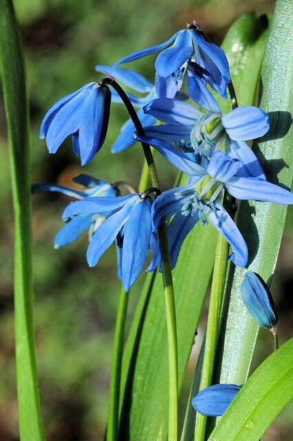 Image de Hyacinthaceae