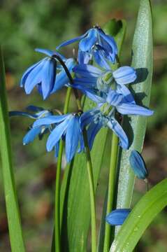 Image de Hyacinthaceae