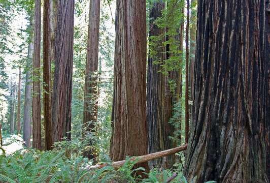 Image of redwood