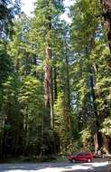 Image de Sequoia