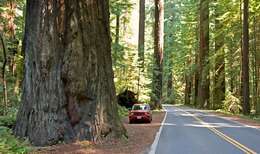 Image of redwood