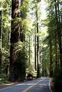 Image of redwood