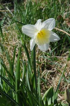 Image of amaryllis family