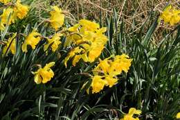 Image of daffodil