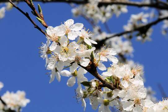 Prunus resmi