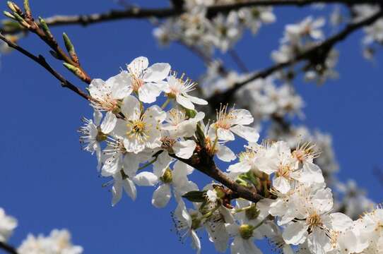 Prunus resmi