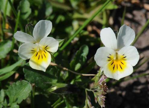 Image of violet