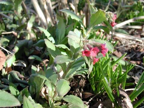 Plancia ëd Pulmonaria rubra Schott