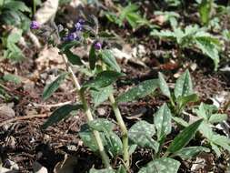 Image of Bethlehem lungwort